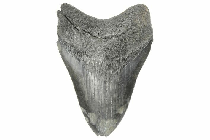 Serrated, Fossil Megalodon Tooth - South Carolina #190242